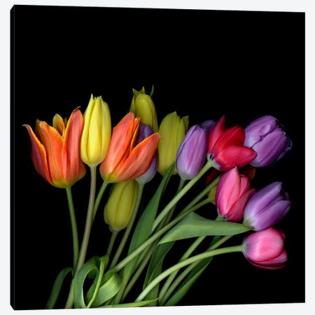 A Large Bouquet Of Orange, Yellow, Purple And Pink Tulips Canvas Print #MAG392} by Magda Indigo Canvas Artwork