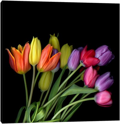 A Large Bouquet Of Orange, Yellow, Purple And Pink Tulips Canvas Art Print - Magda Indigo