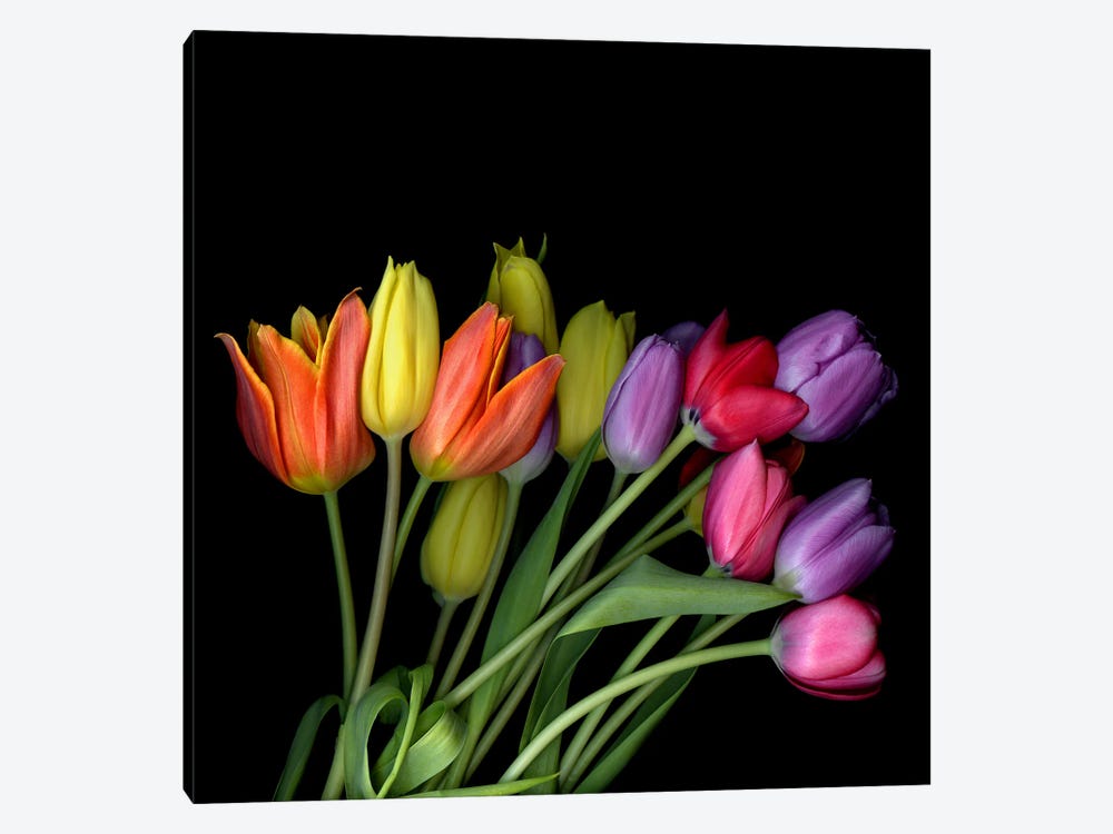 A Large Bouquet Of Orange, Yellow, Purple And Pink Tulips by Magda Indigo 1-piece Canvas Print