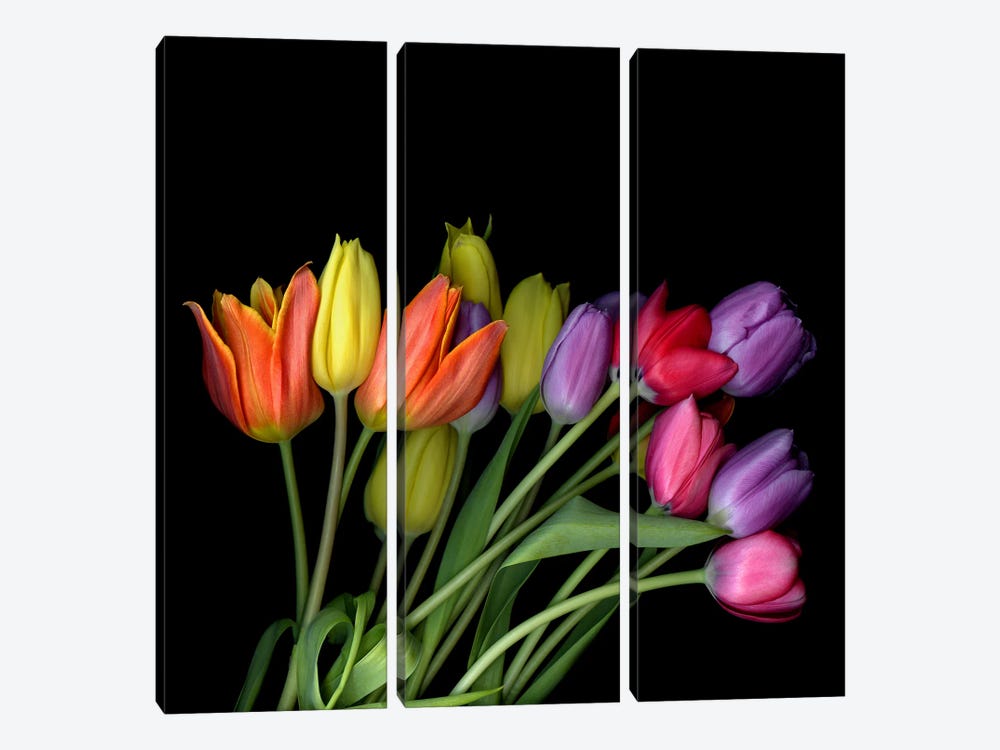 A Large Bouquet Of Orange, Yellow, Purple And Pink Tulips by Magda Indigo 3-piece Canvas Print