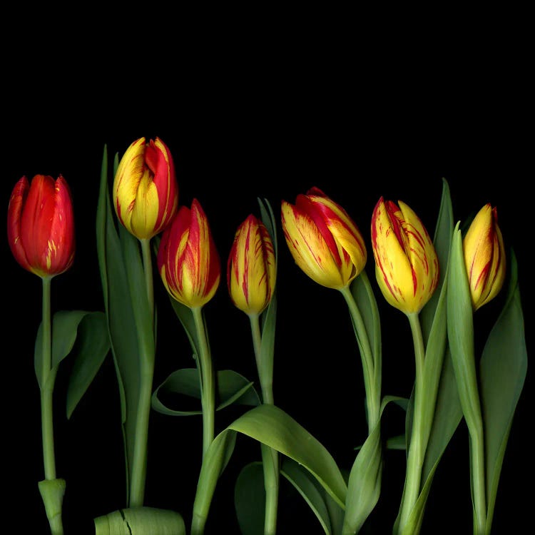 A Row Of Dancing Yellow And Red Tulips