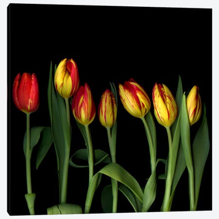A Row Of Dancing Yellow And Red Tulips Canvas Print #MAG393} by Magda Indigo Canvas Wall Art