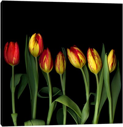A Row Of Dancing Yellow And Red Tulips Canvas Art Print - Magda Indigo