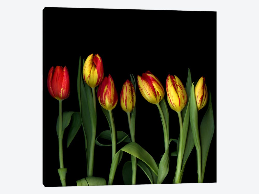 A Row Of Dancing Yellow And Red Tulips by Magda Indigo 1-piece Canvas Artwork