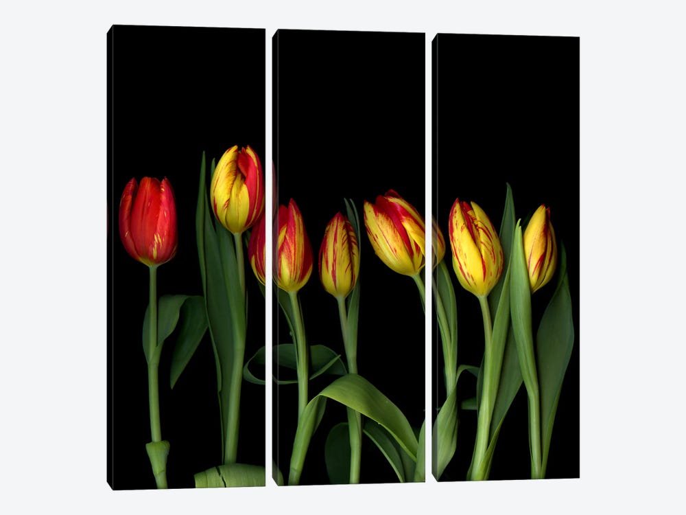 A Row Of Dancing Yellow And Red Tulips by Magda Indigo 3-piece Canvas Artwork