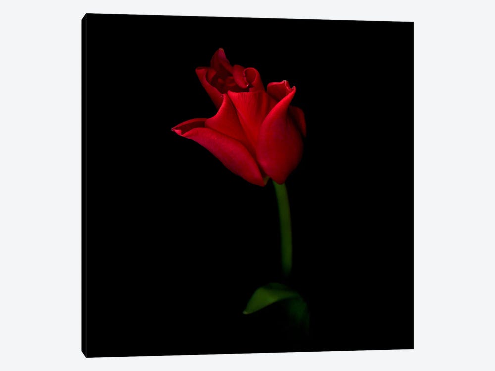 A Single Beautiful Closed Red Tulip by Magda Indigo 1-piece Art Print