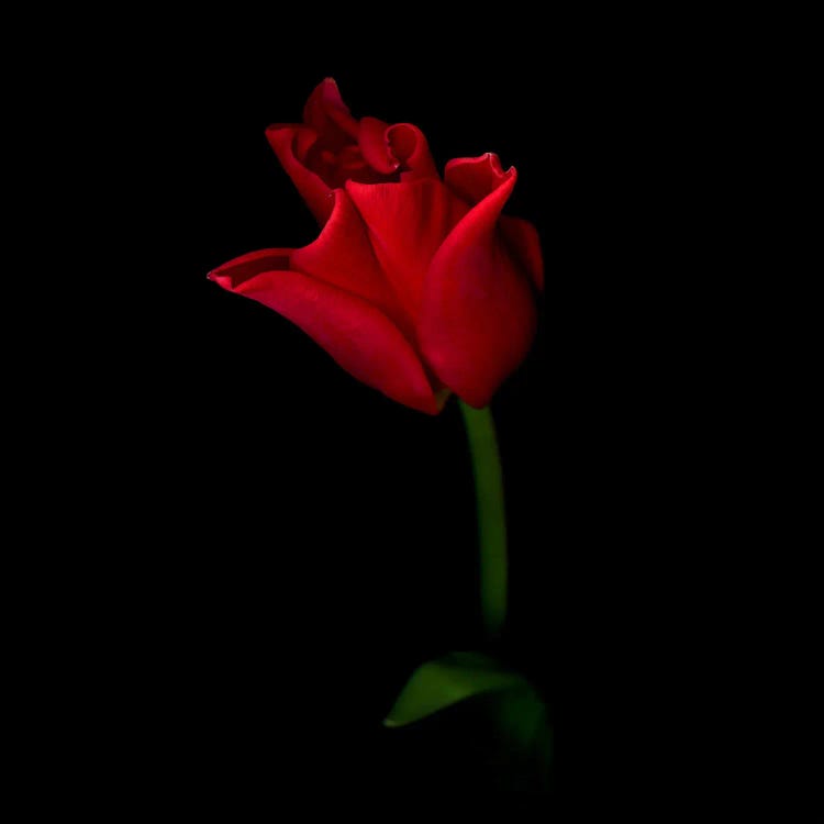 A Single Beautiful Closed Red Tulip