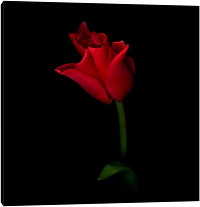 A Single Beautiful Closed Red Tulip Canvas Art Print - Magda Indigo