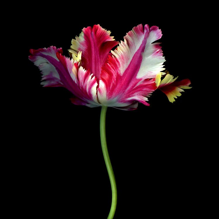 A Single Elegant Colourful Tulip