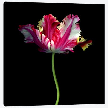 A Single Elegant Colourful Tulip Canvas Print #MAG395} by Magda Indigo Canvas Art Print