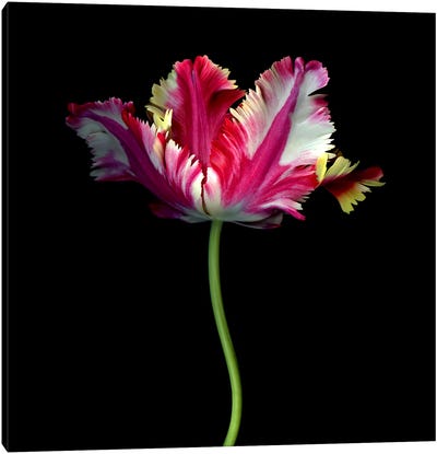 A Single Elegant Colourful Tulip Canvas Art Print - Magda Indigo