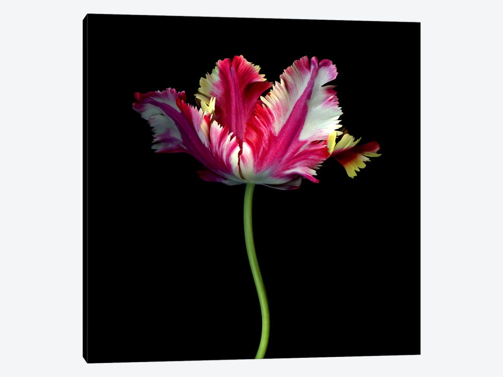 A Single Elegant Colourful Tulip by Magda Indigo 1-piece Canvas Art