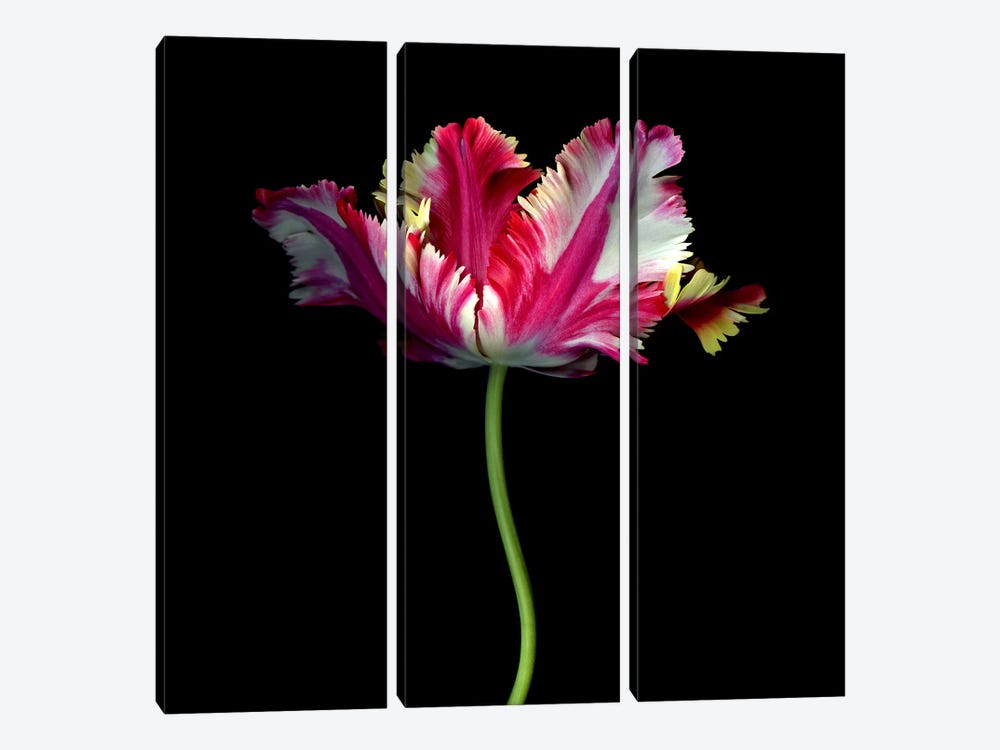 A Single Elegant Colourful Tulip by Magda Indigo 3-piece Canvas Artwork