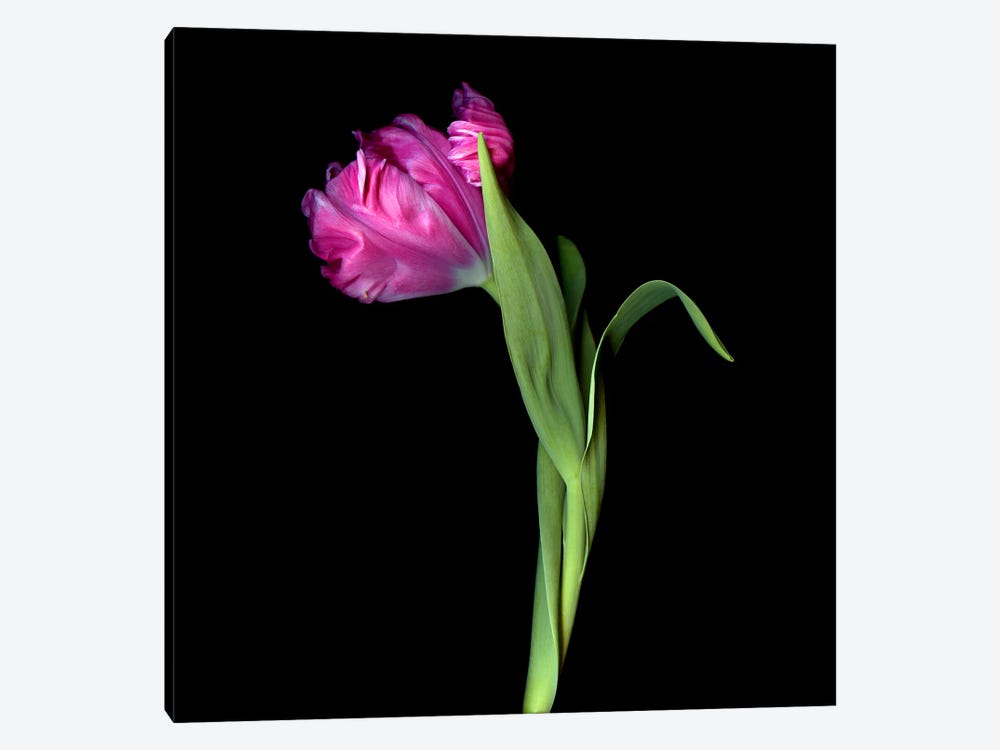 A Single Exotic Pink Parrot Tulip by Magda Indigo 1-piece Art Print