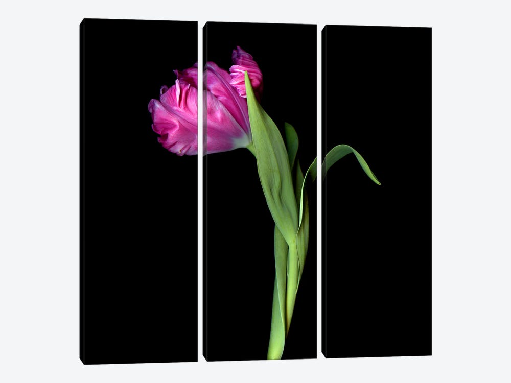 A Single Exotic Pink Parrot Tulip by Magda Indigo 3-piece Canvas Art Print