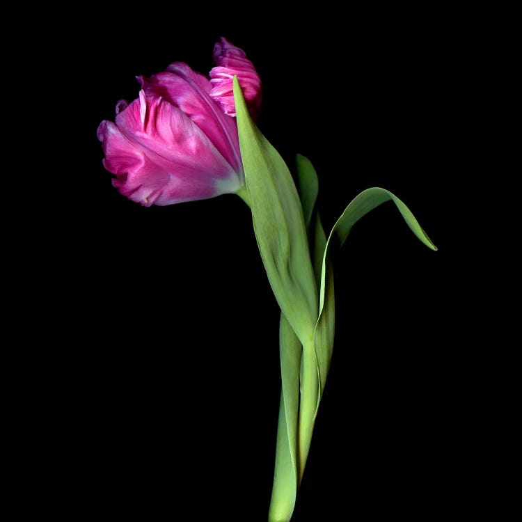 A Single Exotic Pink Parrot Tulip