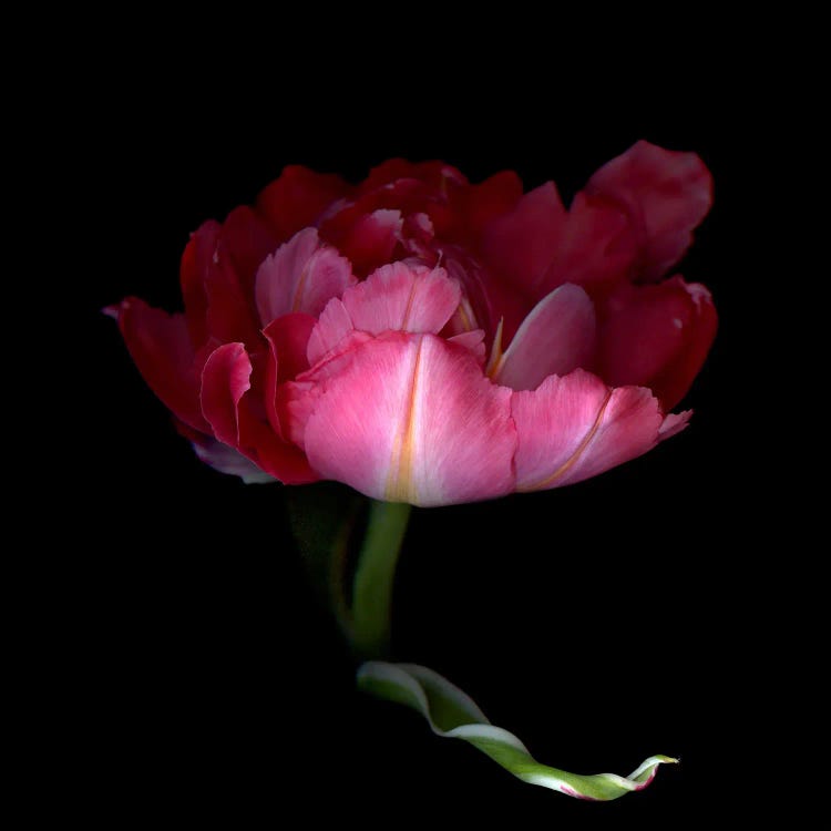 A Single Pink Tulip With A Petal In A Dramatic Gesture