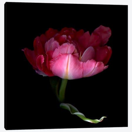 A Single Pink Tulip With A Petal In A Dramatic Gesture Canvas Print #MAG398} by Magda Indigo Canvas Art