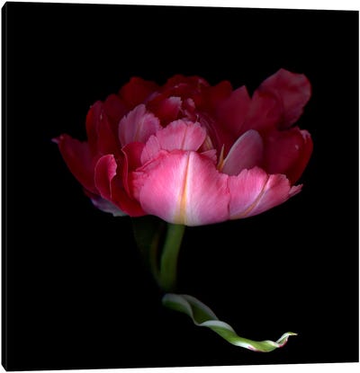 A Single Pink Tulip With A Petal In A Dramatic Gesture Canvas Art Print - Magda Indigo