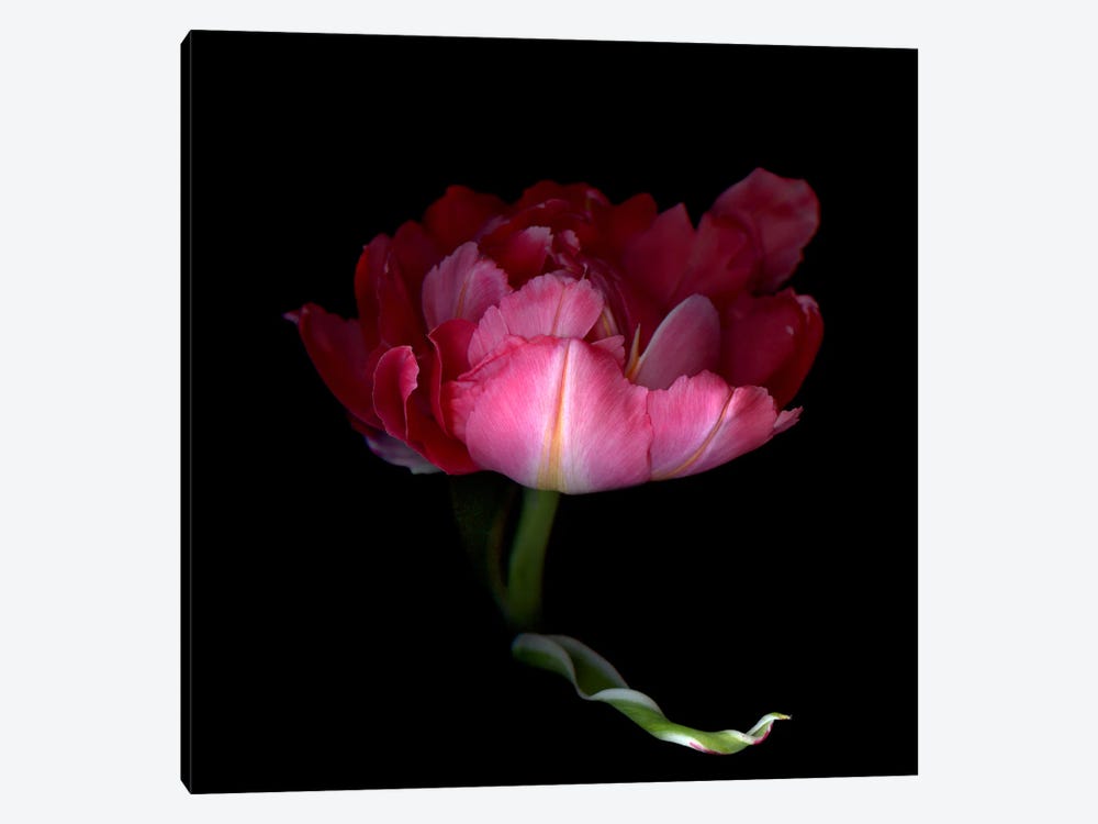 A Single Pink Tulip With A Petal In A Dramatic Gesture by Magda Indigo 1-piece Art Print