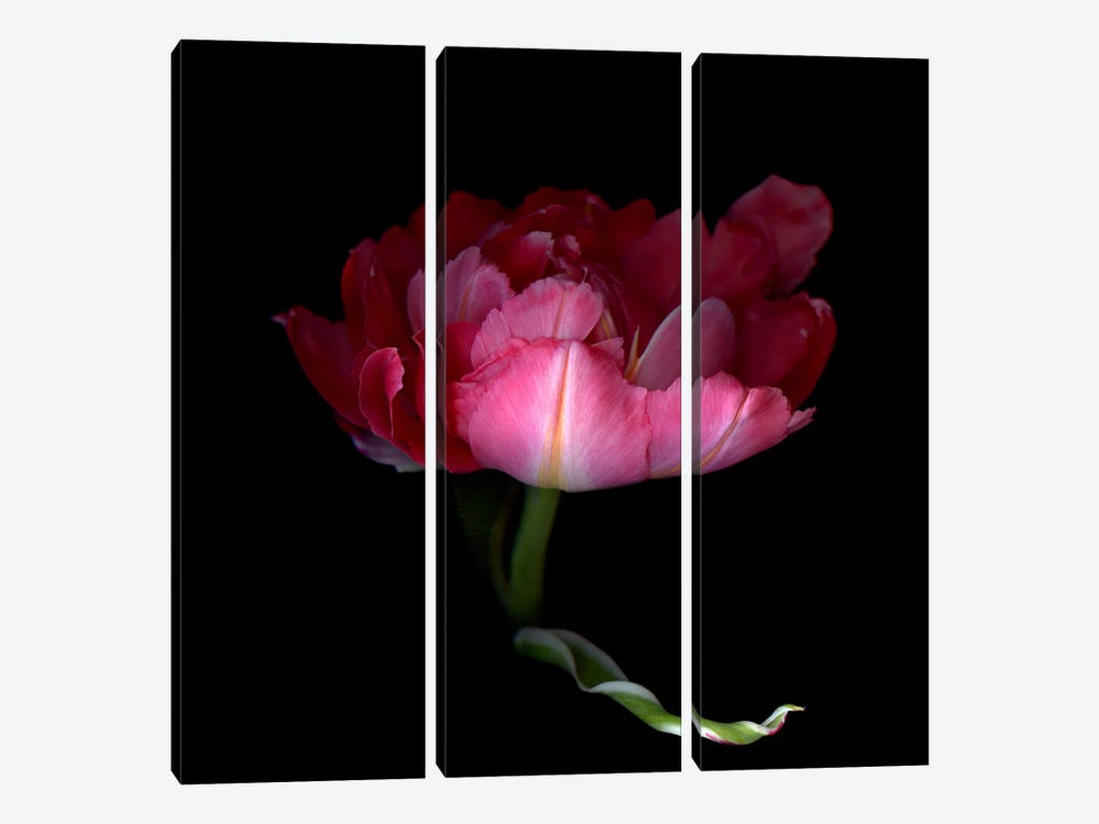 A Single Pink Tulip With A Petal In A Dramatic Gesture by Magda Indigo 3-piece Canvas Print