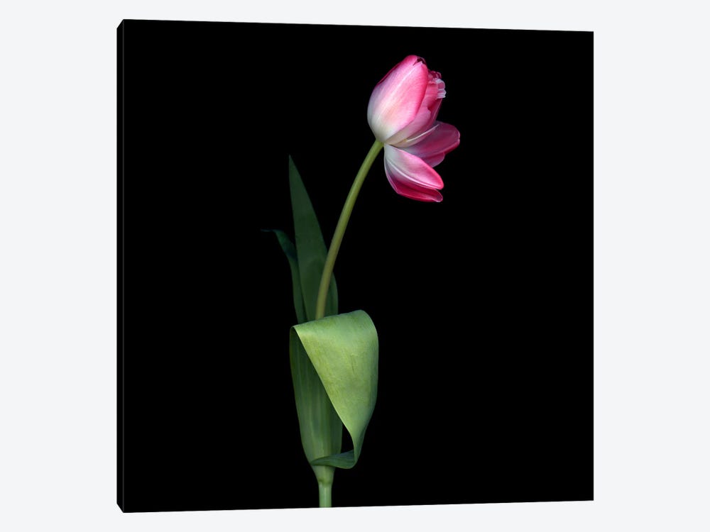 A Single Pink Tulip With An Open Petal. by Magda Indigo 1-piece Canvas Wall Art