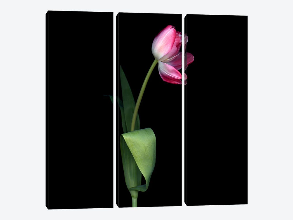 A Single Pink Tulip With An Open Petal. by Magda Indigo 3-piece Canvas Wall Art