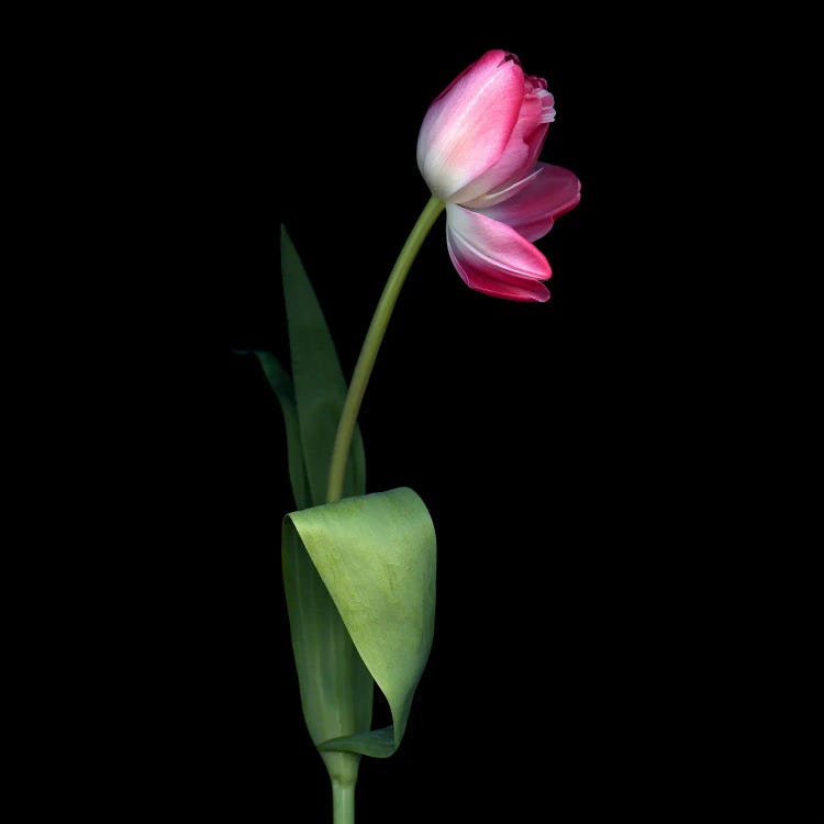 A Single Pink Tulip With An Open Petal.