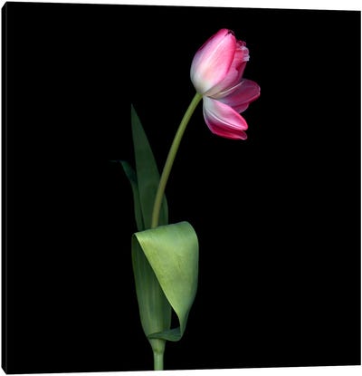 A Single Pink Tulip With An Open Petal. Canvas Art Print - Magda Indigo