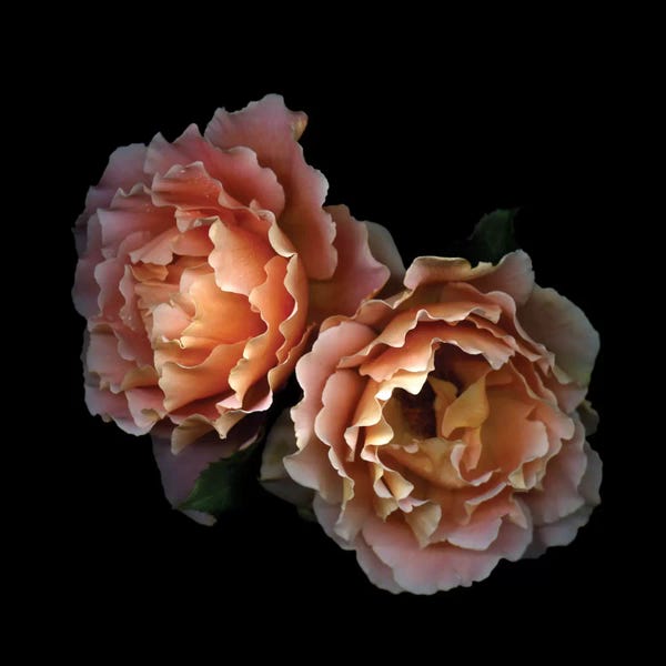 Still Life Photography: Le Temps des Roses by Magda Indigo