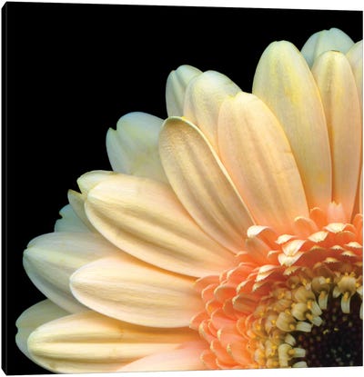 A Peek-A-Boo Gerbera Canvas Art Print - Floral Close-Up Art