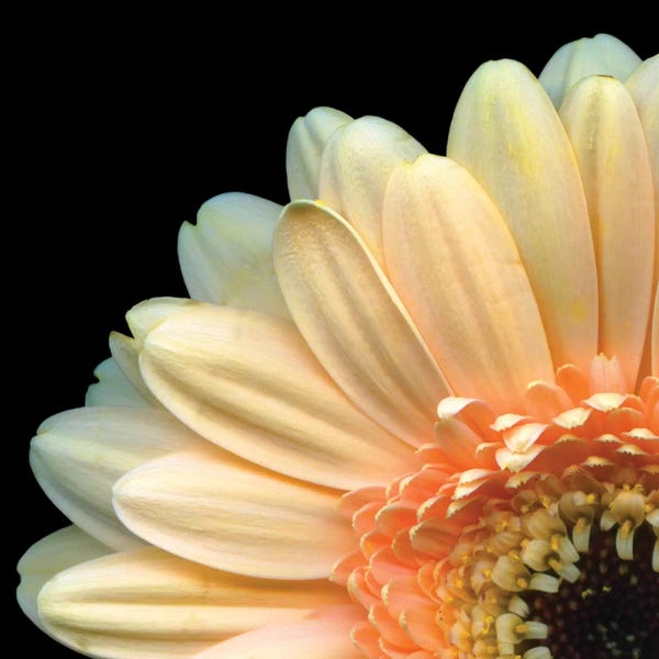 Macro Photography: A Peek-A-Boo Gerbera by Magda Indigo