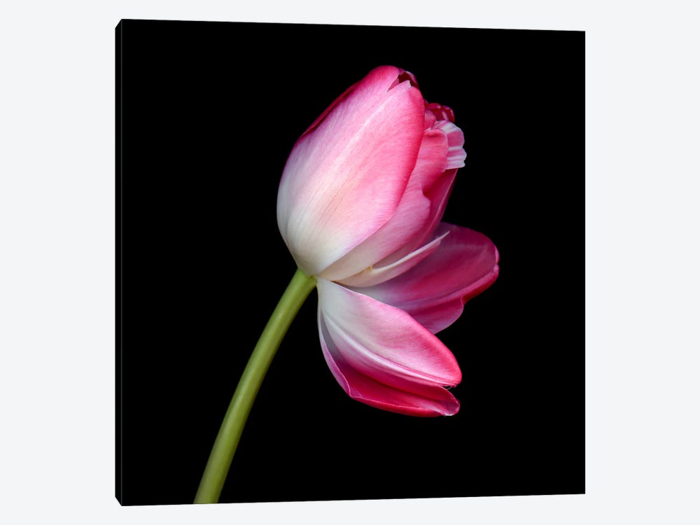 A Single Pink Tulip With Petals Opening by Magda Indigo 1-piece Canvas Art Print