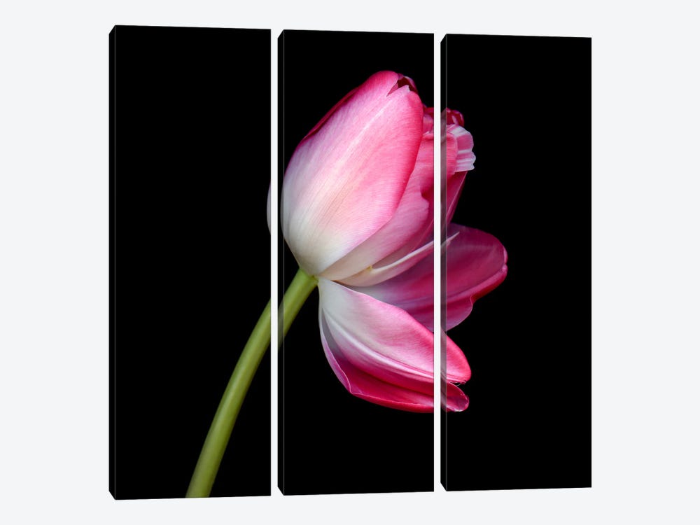 A Single Pink Tulip With Petals Opening by Magda Indigo 3-piece Canvas Art Print