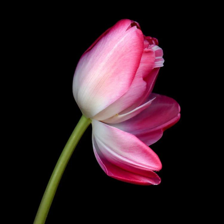 A Single Pink Tulip With Petals Opening