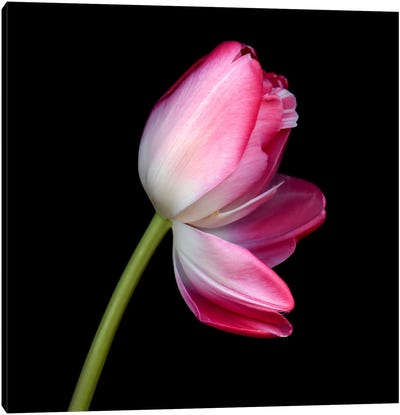 A Single Pink Tulip With Petals Opening Canvas Art Print - Magda Indigo
