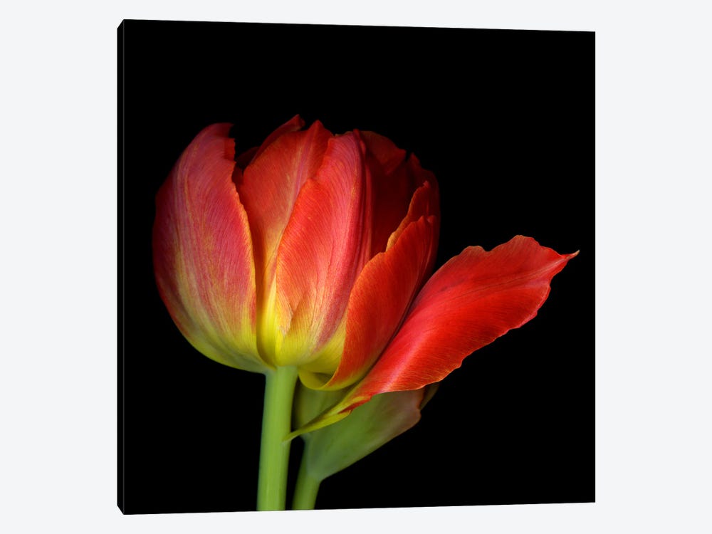 A Single Red Tulip by Magda Indigo 1-piece Canvas Art