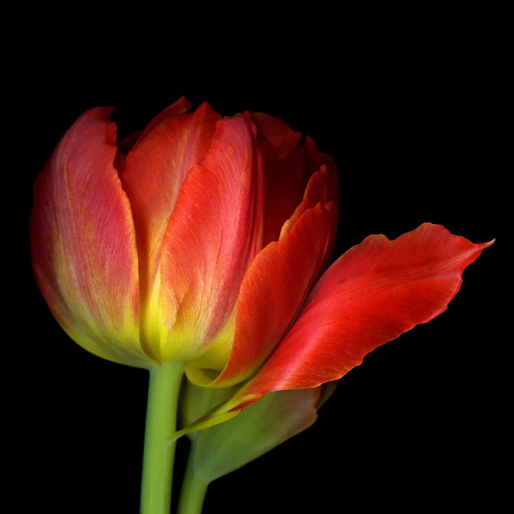 A Single Red Tulip