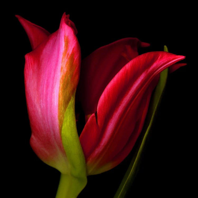 A Single Red Tulip On A Black Background