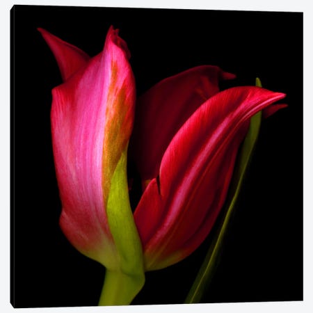 A Single Red Tulip On A Black Background Canvas Print #MAG402} by Magda Indigo Canvas Artwork