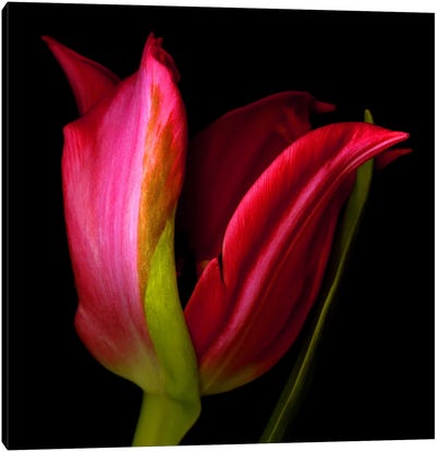 A Single Red Tulip On A Black Background Canvas Art Print - Magda Indigo