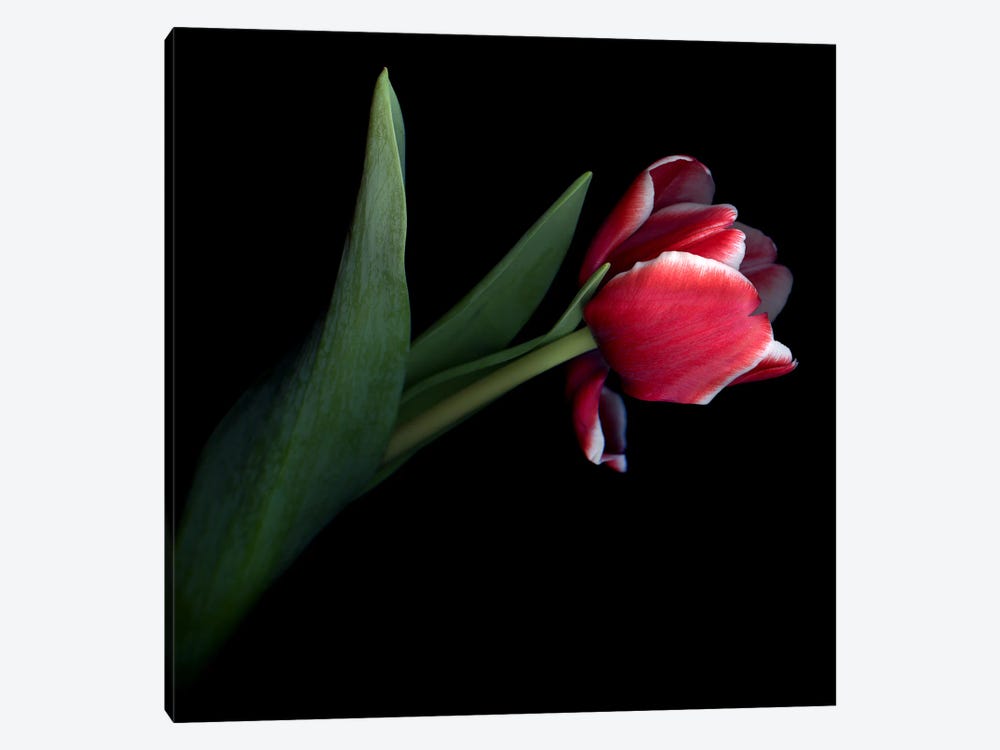 A Single Red Tulip With White Edges On Its Petals by Magda Indigo 1-piece Canvas Art