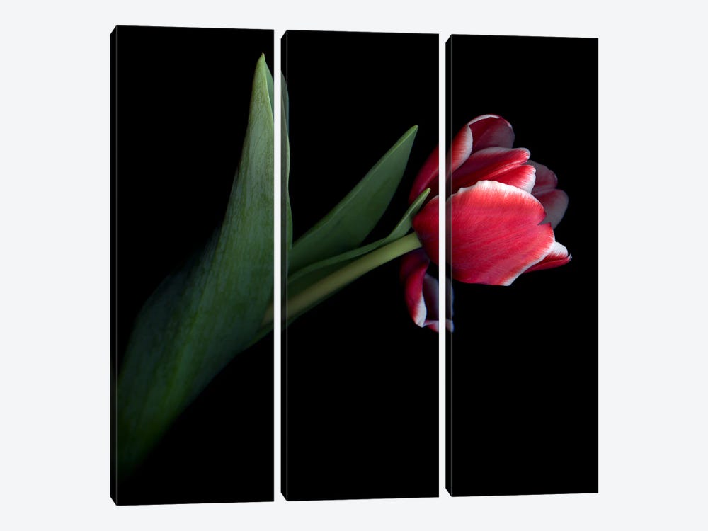 A Single Red Tulip With White Edges On Its Petals by Magda Indigo 3-piece Canvas Wall Art