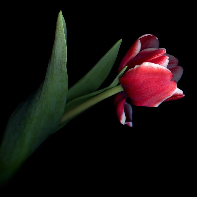 A Single Red Tulip With White Edges On Its Petals