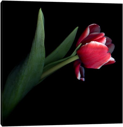 A Single Red Tulip With White Edges On Its Petals Canvas Art Print - Magda Indigo