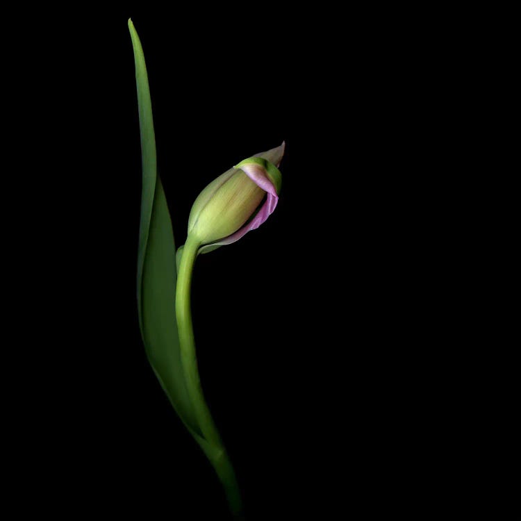 A Single Tulip Makes A Dramatic Gesture