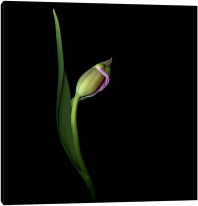 A Single Tulip Makes A Dramatic Gesture Canvas Art Print - Magda Indigo
