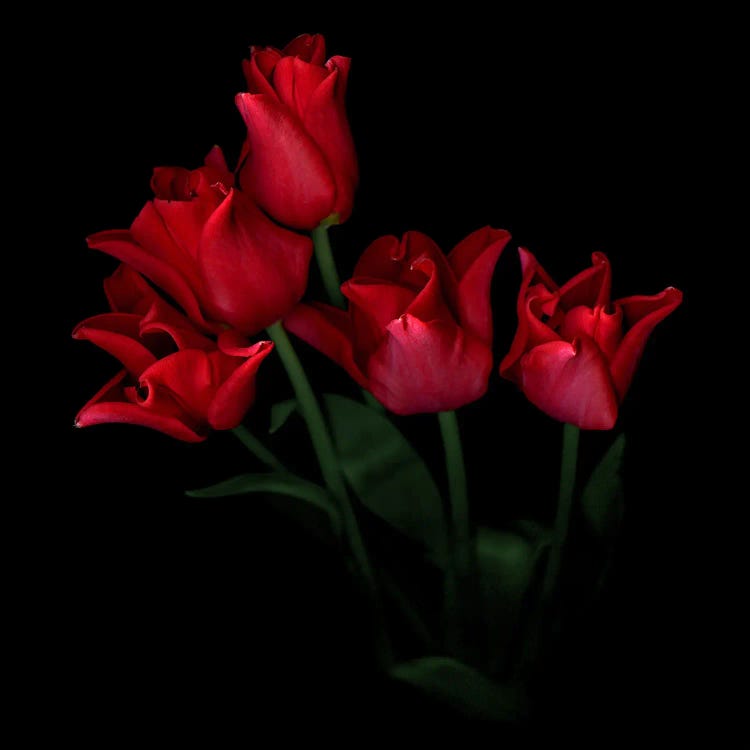 A Tightly Grouped Red Tulip Bouquet