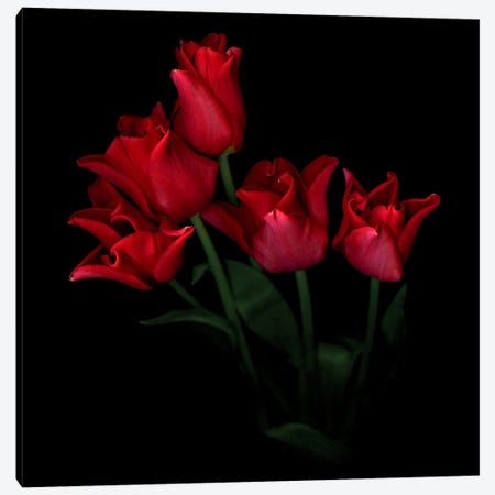 A Tightly Grouped Red Tulip Bouquet Canvas Print #MAG406} by Magda Indigo Canvas Print