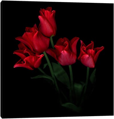 A Tightly Grouped Red Tulip Bouquet Canvas Art Print - Magda Indigo